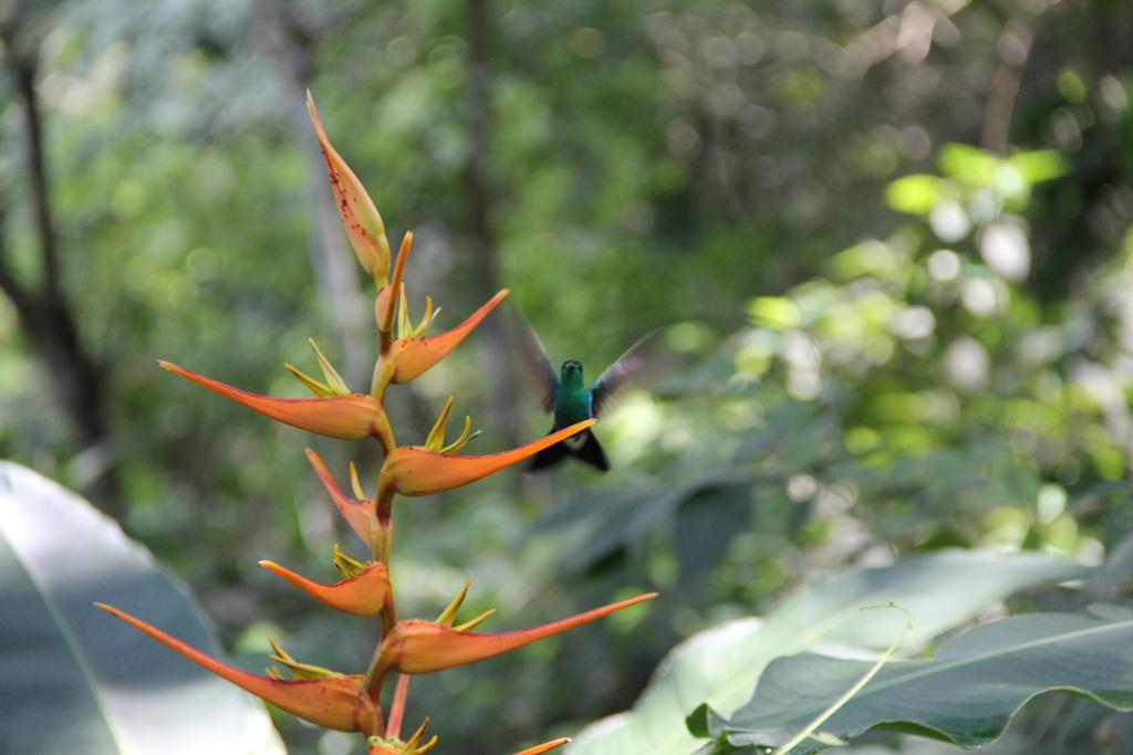 Finca Carpe Diem Ecolodge Минка Экстерьер фото